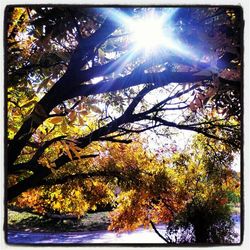 Sun shining through trees