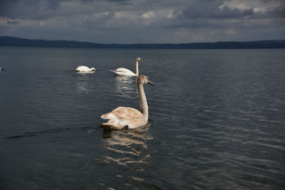 View of birds in calm lake