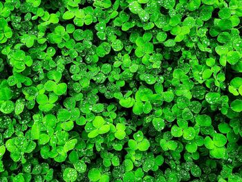 Full frame shot of fresh green plants