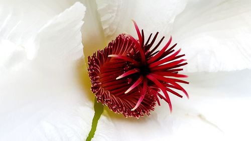 Close-up of red flowering plant