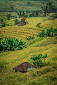 High angle view of agricultural field