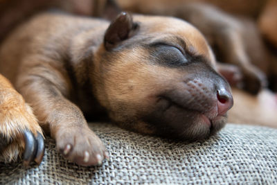 Newborn brown puppy with happy face over fabric