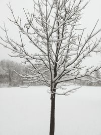 Bare trees on snow covered landscape