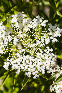 Close-up of white flowers blooming in park