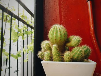 Close-up of potted cactus plant