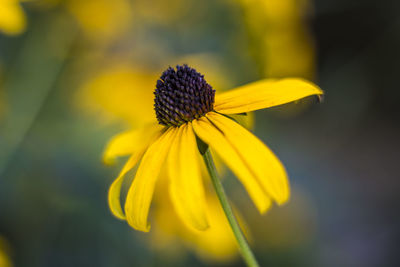 Close-up of yellow coneflower blooming outdoors