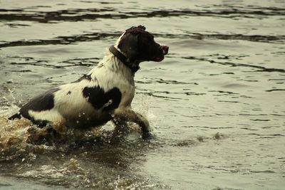 Dog on beach