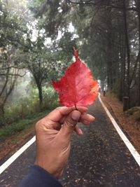 Close-up of hand holding maple leaf in forest