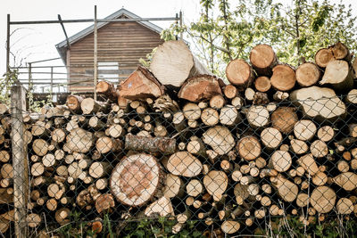 Stack of logs in forest