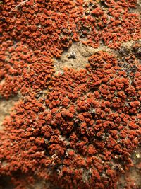 Full frame shot of red desert lichen in oregon. 