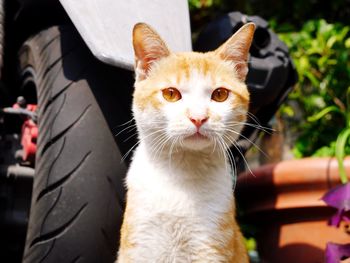 Close-up portrait of cat sitting outdoors