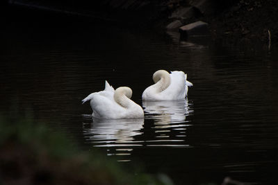 View of swan in lake