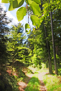 Trees in forest