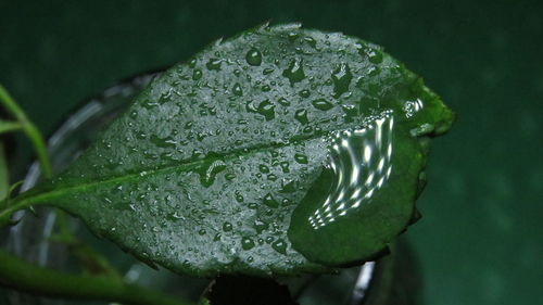 Close-up of wet flower