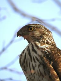 Close-up portrait of red tail hawk