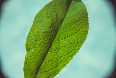 Close-up of green leaves