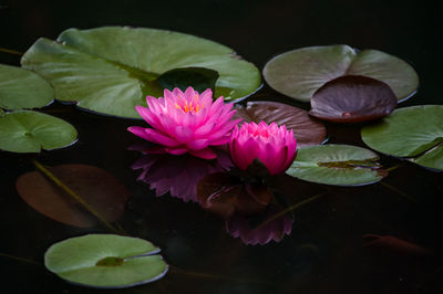 Close-up of pink lotus water lily in pond