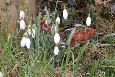 Flowers blooming on field