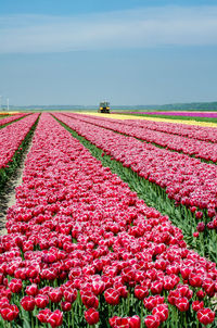 Pink tulips on field against sky