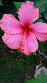 Close-up of pink flower