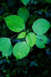 Close-up of leaves