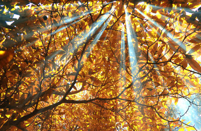 Low angle view of sunlight streaming through autumn tree