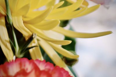 Close-up of yellow rose flower