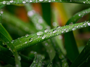 Close-up of water drops on plant