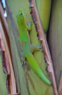 Close-up of lizard