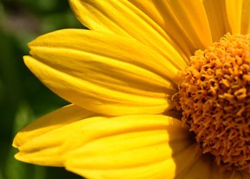 Close-up of yellow flowering plant