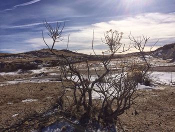 Bare trees on landscape against cloudy sky