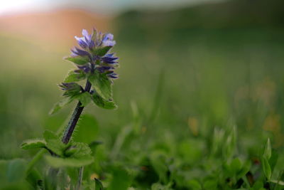 Close-up of flower growing in field