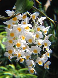 Close-up of white flowers