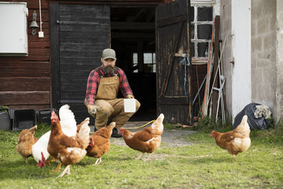 Male farmer feeding chickens outdoors