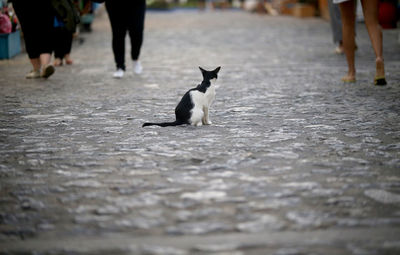 Cats on street in city