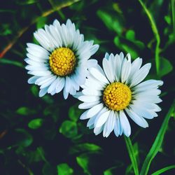 Close-up of white flower blooming outdoors