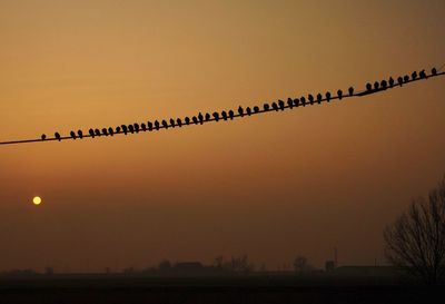 Silhouette birds on landscape against sky during sunset