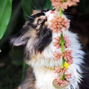 Close-up of a cat with flower