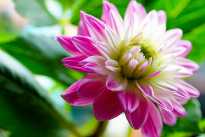 Close-up of pink dahlia