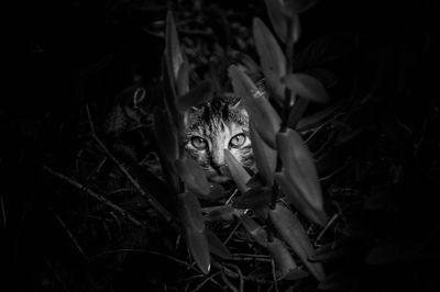 Portrait of cat on plant at night