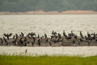 Flock of birds in lake