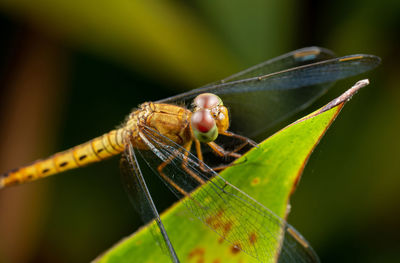 Close-up of insect on leaf