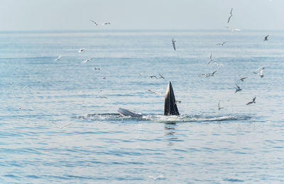 Birds flying over whale swimming in sea