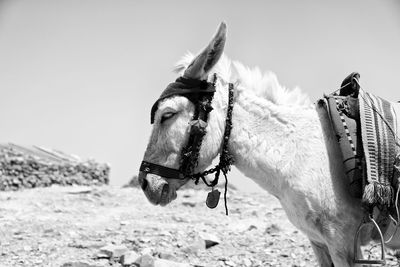 View of horse cart on land against sky