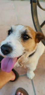 Close-up of dog looking away