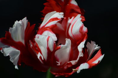 Close-up of red rose against black background