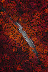 High angle view of sign on metal during autumn