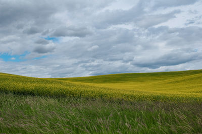 Scenic view of agricultural field against sky