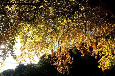 Low angle view of trees against sky during autumn