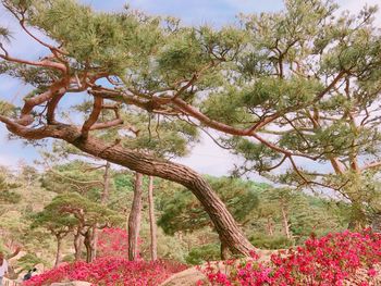 Low angle view of flowering plants by trees against sky